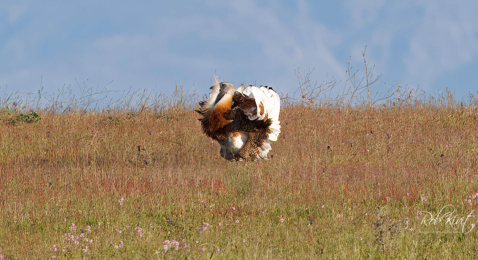 Dynamic Content Image